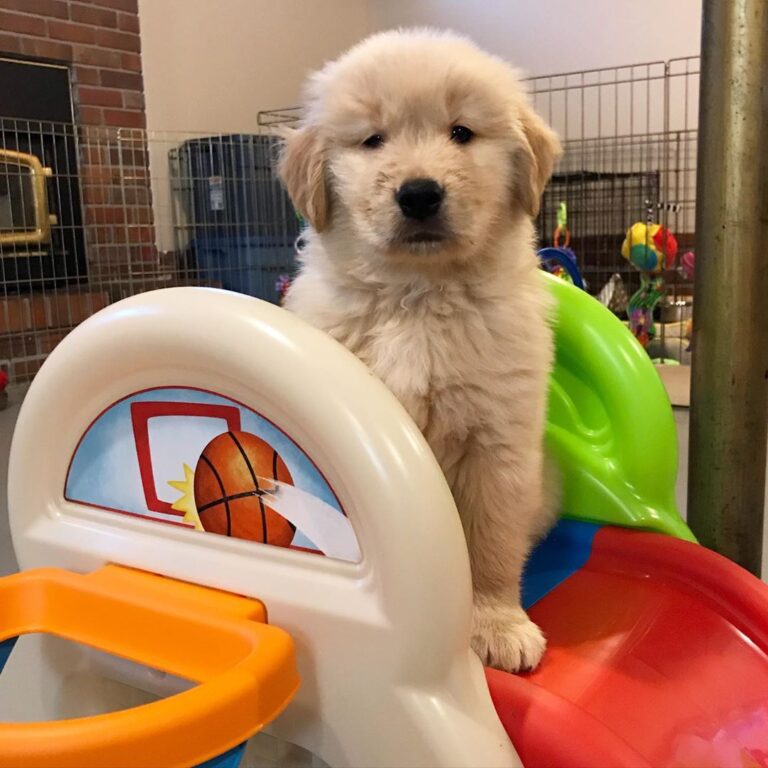 English Cream Golden Retriever Puppies For Sale