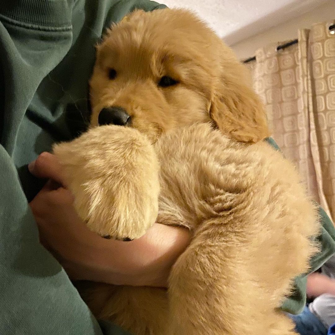 Golden Retriever For Sale